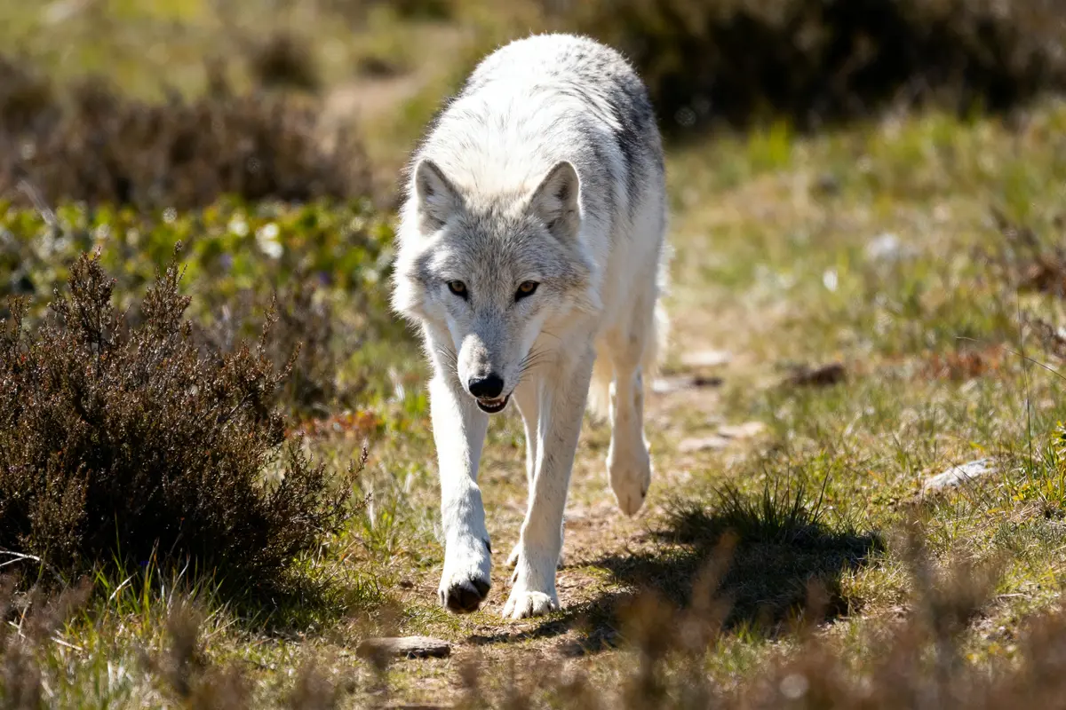 pexels-michal-pech-213601-757318 (1) Loup blanc starkvarg marchant dans un paysage naturel ensoleillé